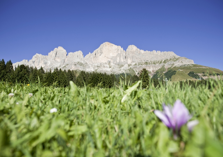 NUR WENN NÖTIG_WANDERN_oder STARTSEITEWiese Rosengarten - Alex Filz 2012